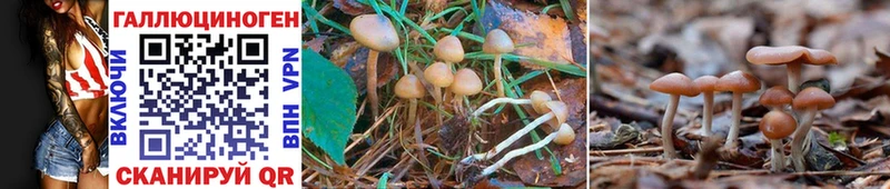 сколько стоит  Старая Русса  Псилоцибиновые грибы Cubensis 